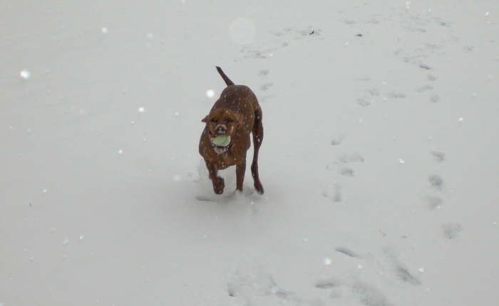 kail in snow with ball.jpg